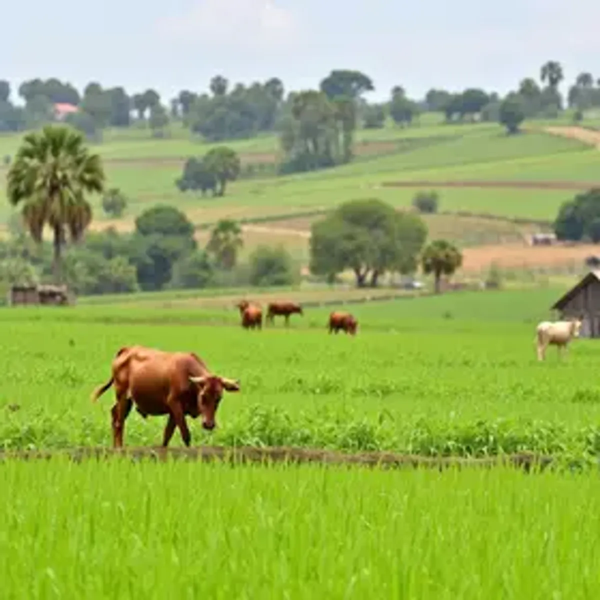 Setor de agropecuária concentra as vagas em Barretos nesta segunda