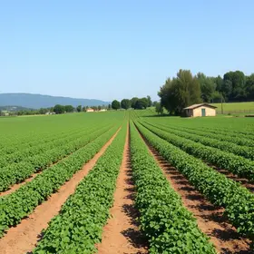 Na gestão Tarcísio, monoculturas avançaram sobre áreas da agricultura familiar