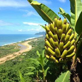 Banana, café e cacau: litoral de SP também é agro e movimenta R$ 141 milhões por ano fora da orla