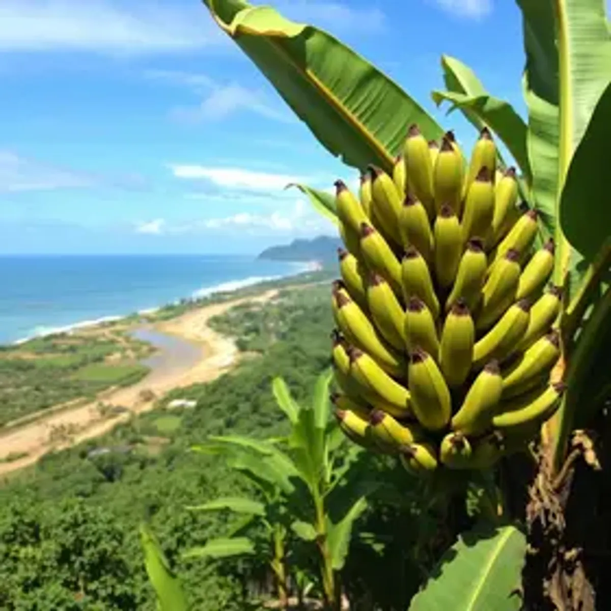 Banana, café e cacau: litoral de SP também é agro e movimenta R$ 141 milhões por ano fora da orla