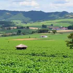 Barretos volta a liderar Valor da Produção Agropecuária em São Paulo