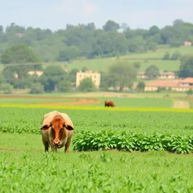 Governo de MS moderniza defesa agropecuária e anuncia medidas para ampliar competitividade e inovação