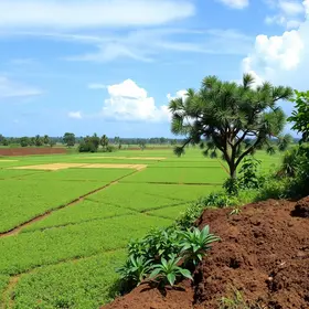 Em ano de El Niño, Embrapa apresenta 163 medidas para gestão de riscos climáticos no campo