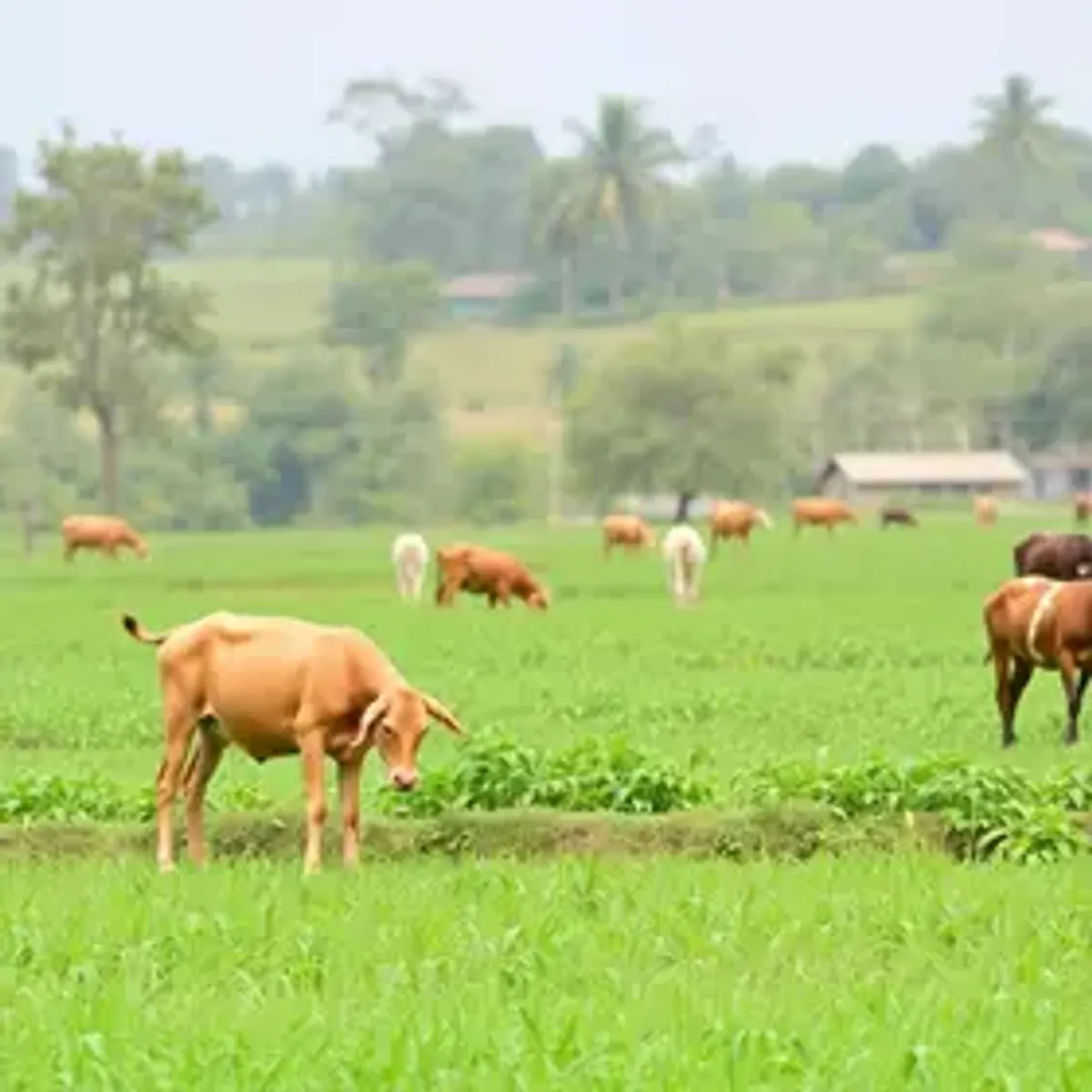 Câmara aprova aval do Ministério da Agricultura para normas que afetem o setor