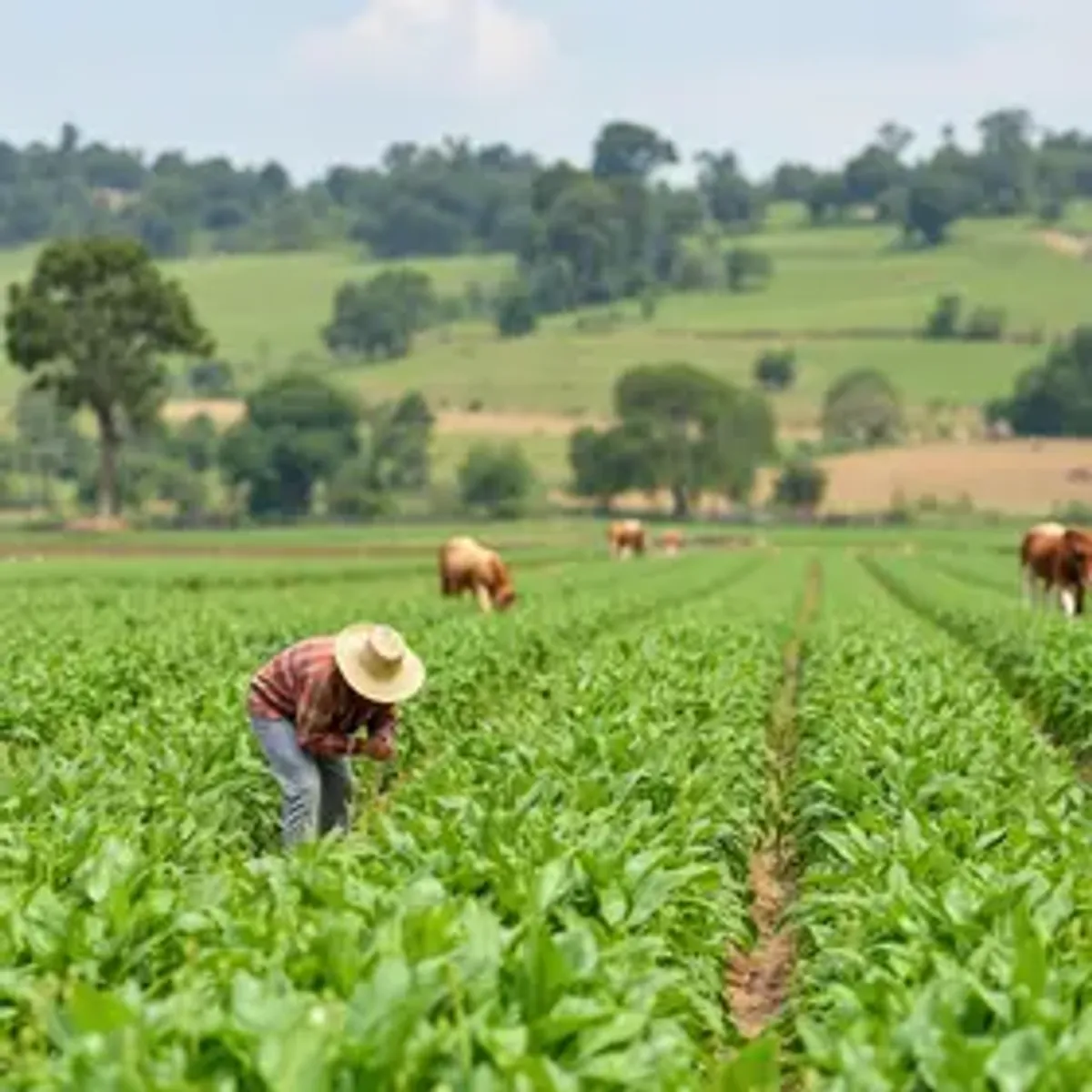 🌱 Desafios na Agricultura