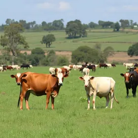 Barreiras lança o 1º Fórum de Pecuária da Bahia e fortalece protagonismo da agropecuária no Oeste Baiano