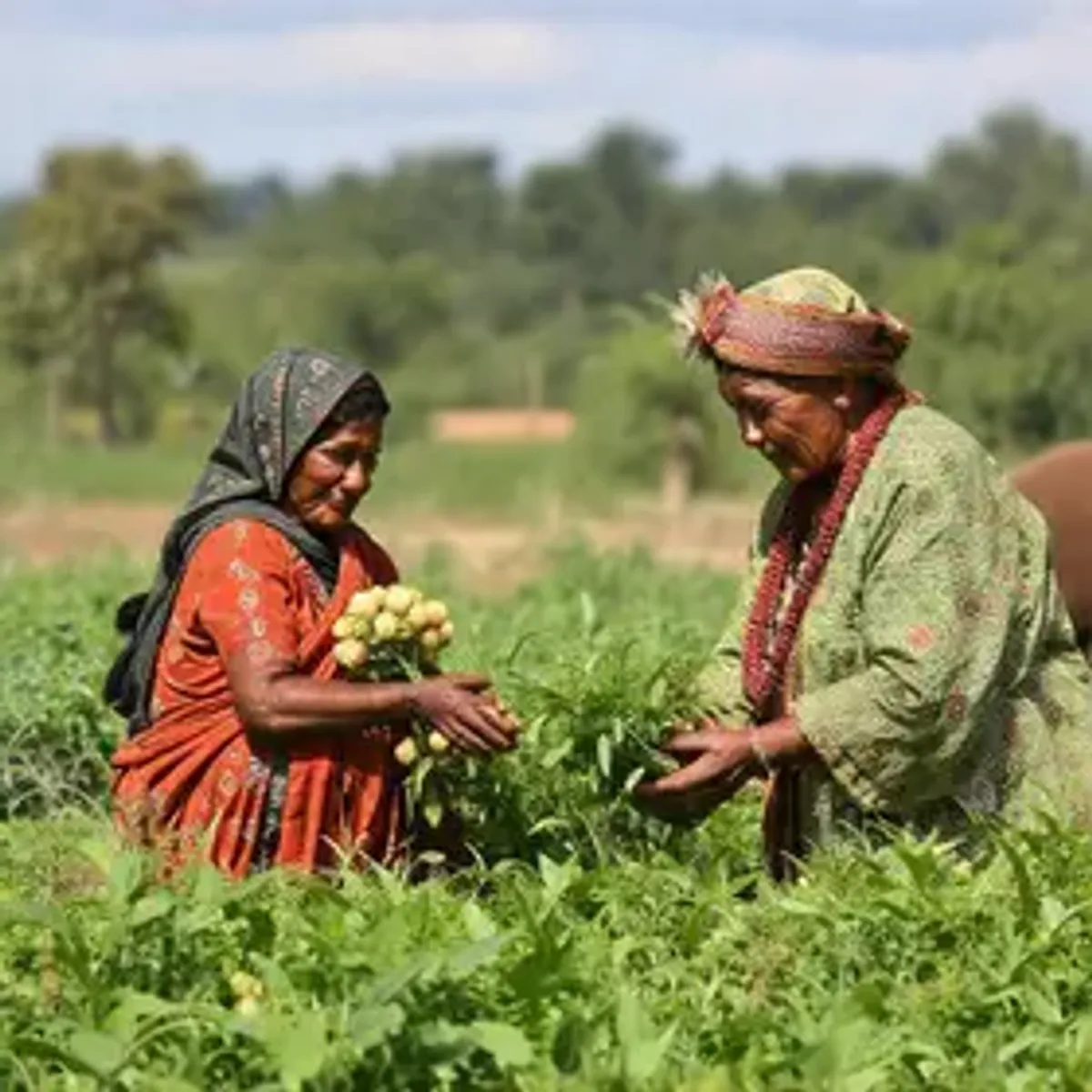 Projeto perdoa multas aplicadas a indígenas por produção agropecuária