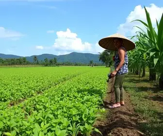Pecuária Sustentável do Pará flerta com fracasso após adiar prazo para 2030