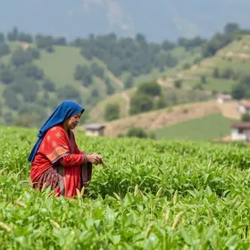 Iniciativa do MST para agricultura familiar é escolhida pela China entre 10 exemplos de IA que podem beneficiar o mundo