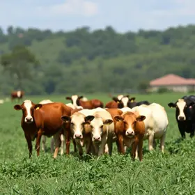André de Paula é o novo ministro da Agricultura e Pecuária"