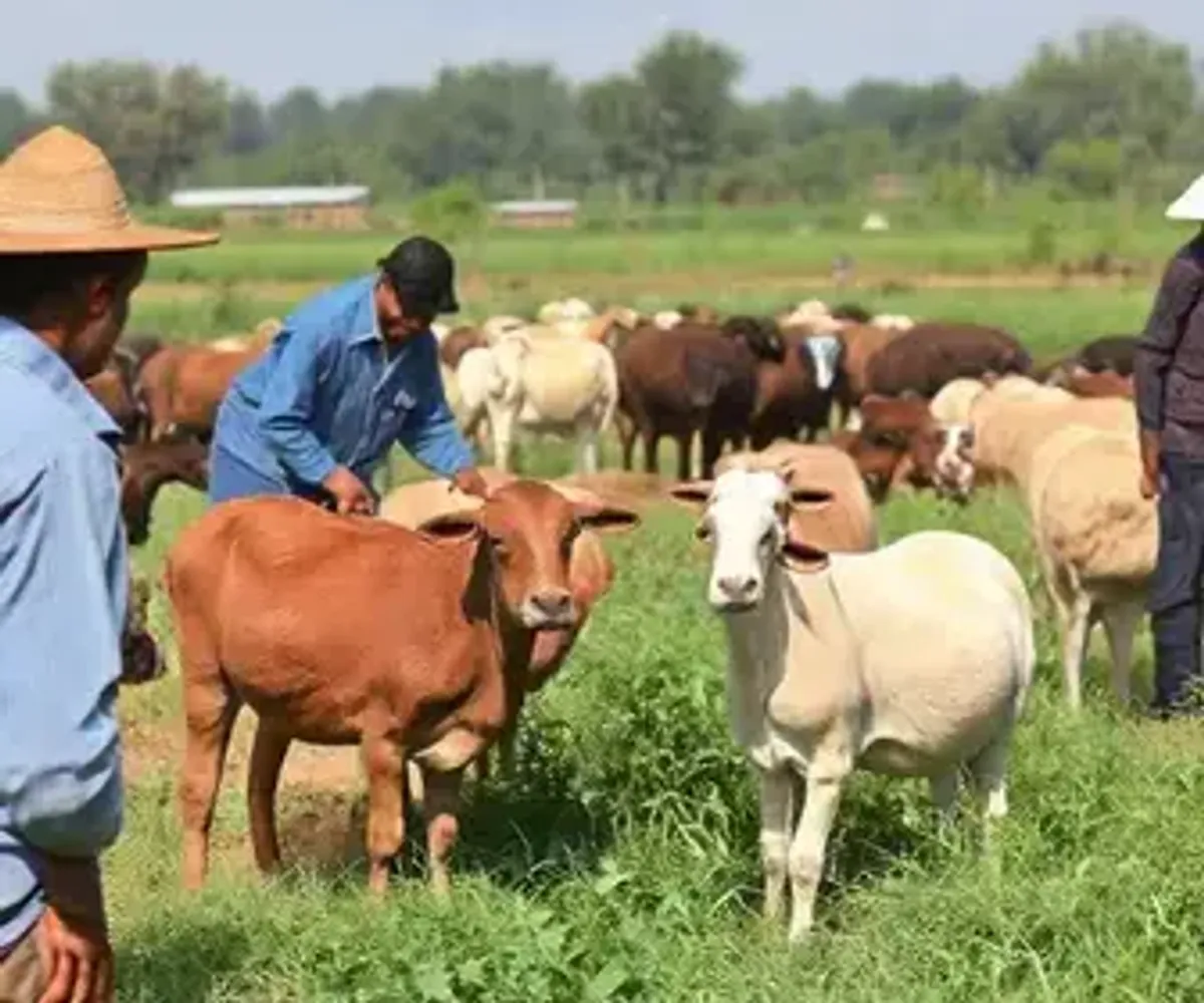 AgroTuntum reúne produtores e parceiros para fortalecer a pecuária e ampliar oportunidades no campo