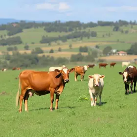 Rio Grande do Sul avança com sistema de rastreabilidade para fortalecer a competitividade da pecuária