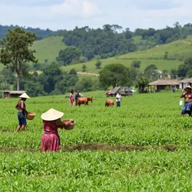 Feiras reúnem agricultura familiar e povos originários em Porto Alegre