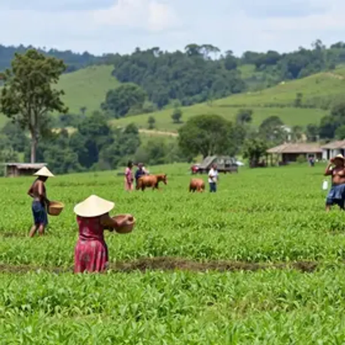 Feiras reúnem agricultura familiar e povos originários em Porto Alegre