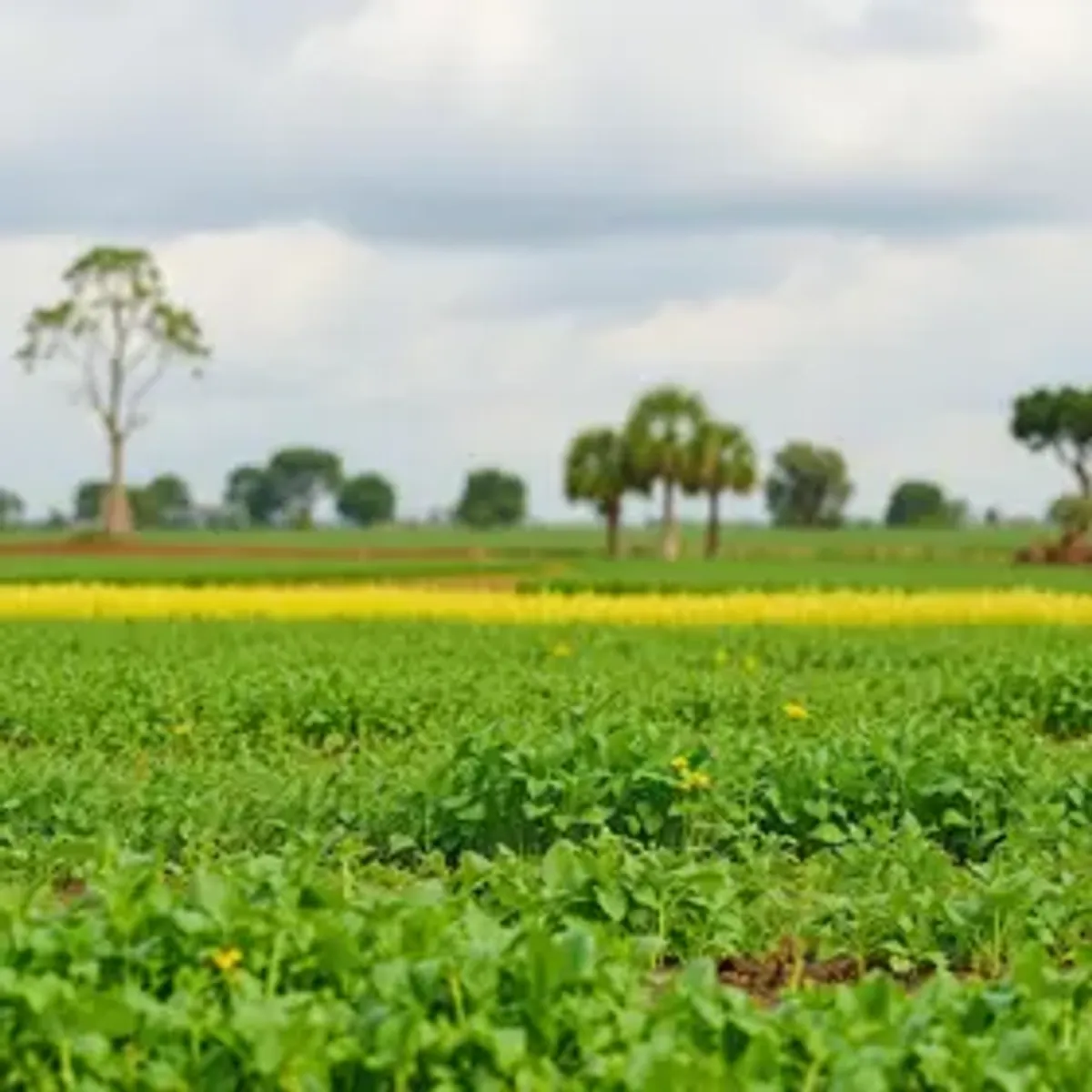 Encontro debate bioinsumos e adaptação da agricultura às mudanças climáticas