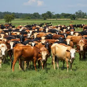 O Brasil está ficando sem vacas? O alerta para a pecuária de corte