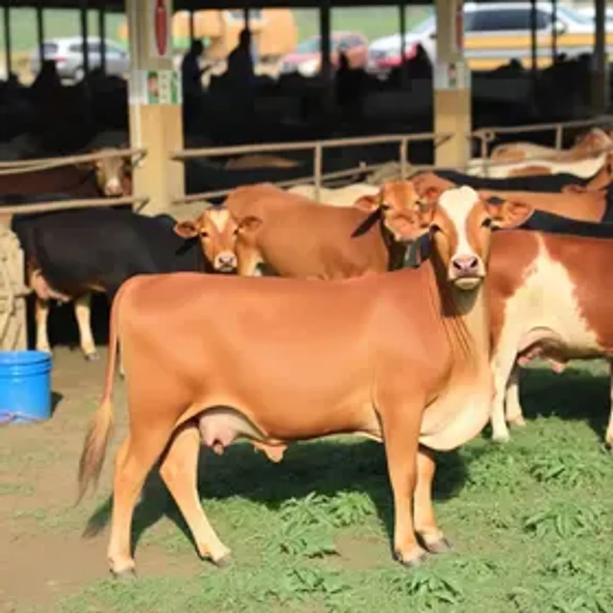 Boi gordo inicia semana com leve alta dos preços; veja as cotações