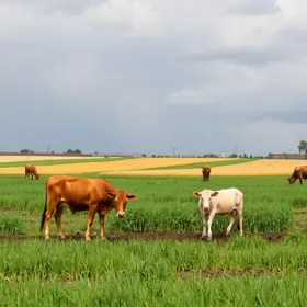 El Niño pode atrasar plantio de grãos, reduzir safras e dificultar pecuária