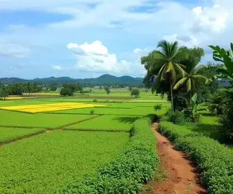 Práticas de Mitigação dos Impactos do El Niño na Agropecuária Brasileira